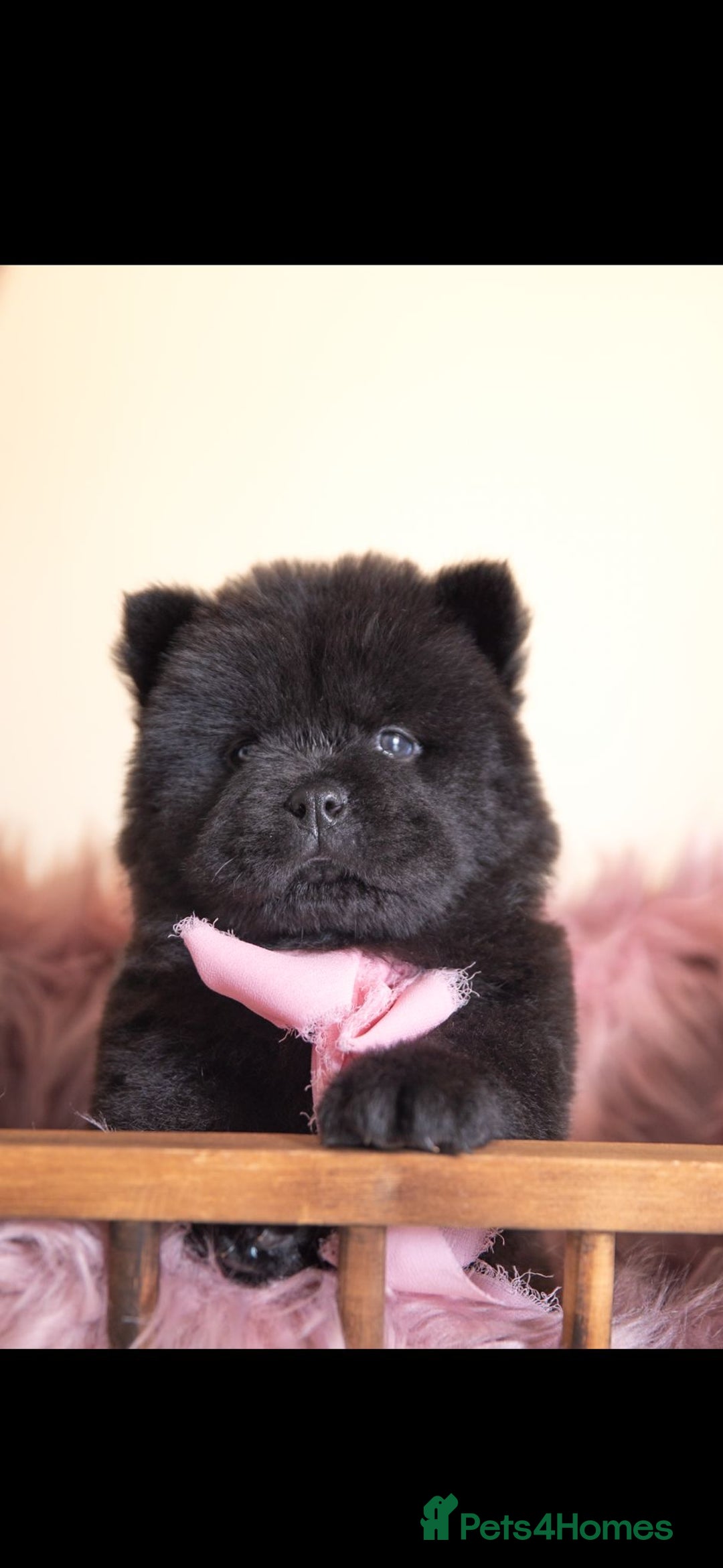 Chow Chow dogs for sale: Beautiful KC registered Chow Chow puppies  - Image 9