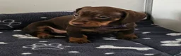 Dachshund dogs for sale: READY SUNDAY,  stunning pups kc reg parents  - Advert 10