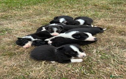 Border Collie dogs for sale: Awesome border collies! - Image 1