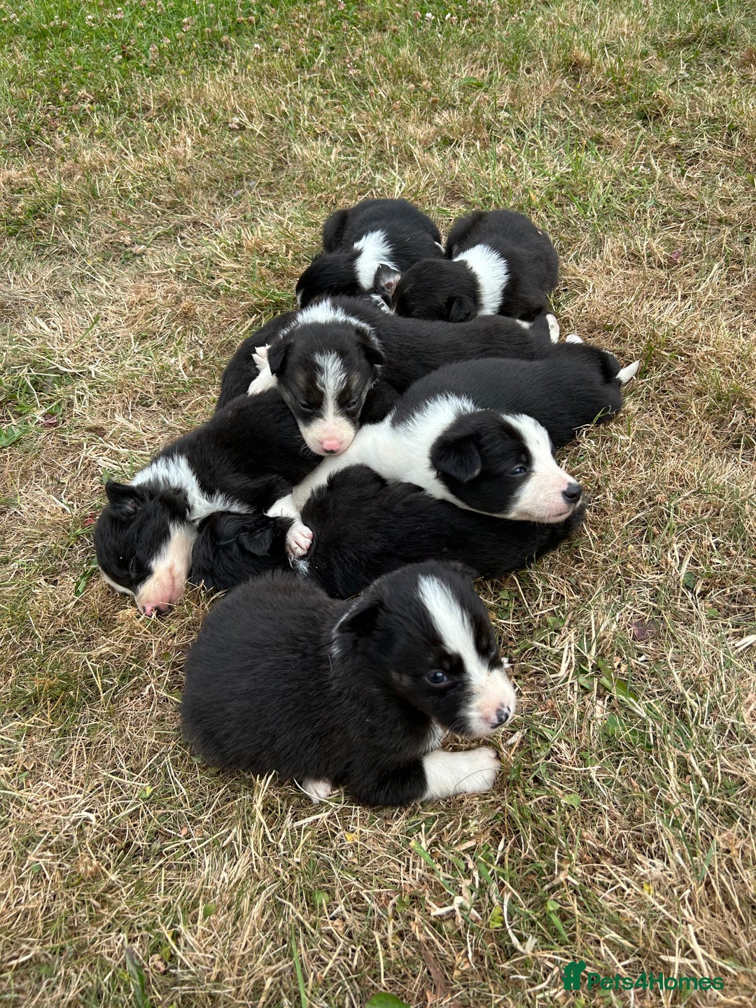 Border Collie dogs for sale: Awesome border collies! - Image 1