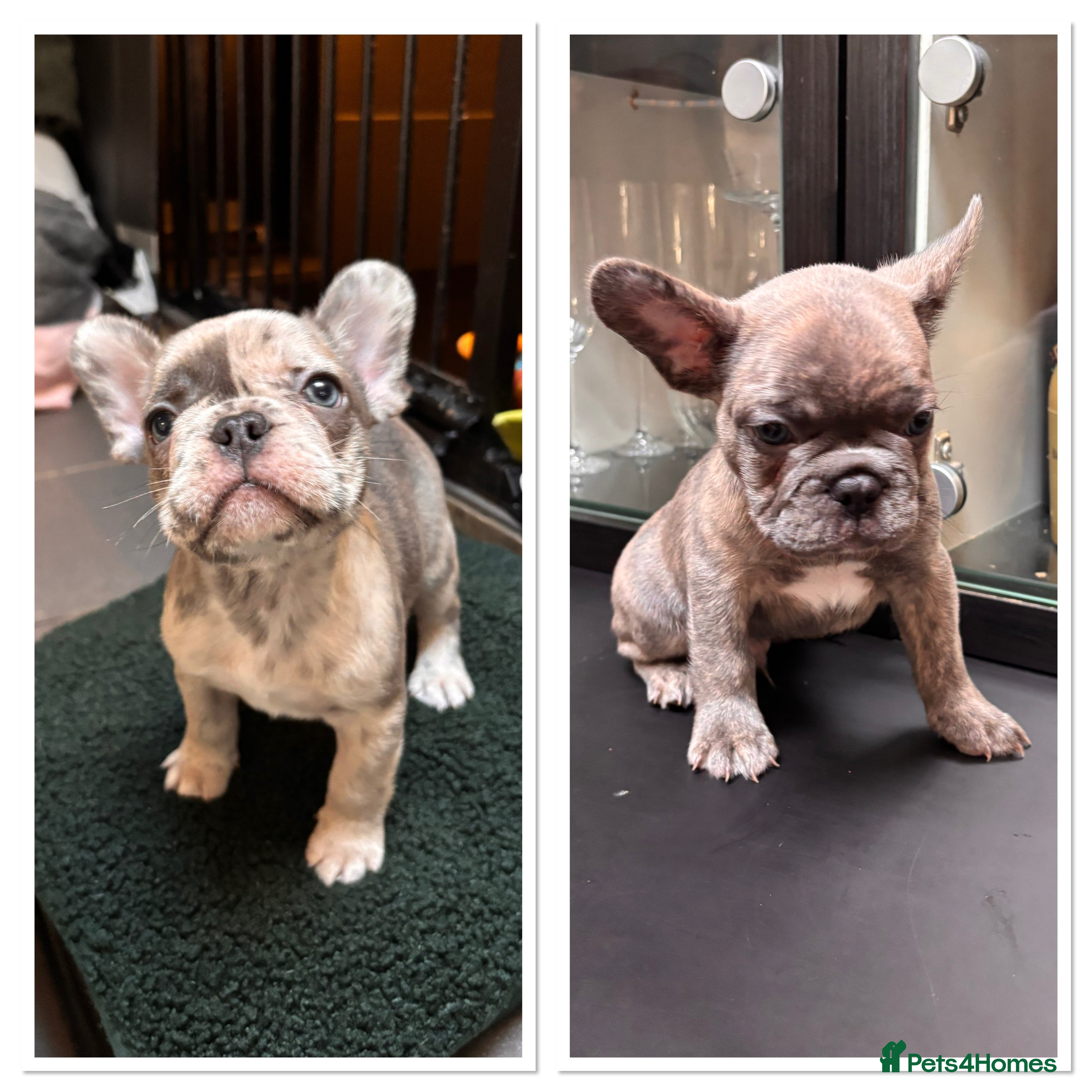 French Bulldog dogs Frenchie boys due to leave on the 6th March  - Advert 5