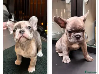 French Bulldog dogs Frenchie boys due to leave on the 6th March - Advert 2