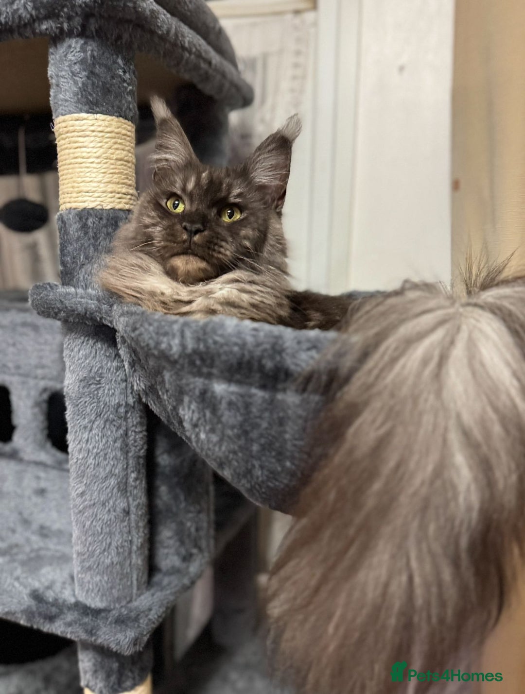 Maine Coon cats for sale: Stunning TICA registered Female Maine Coon  - Advert 6