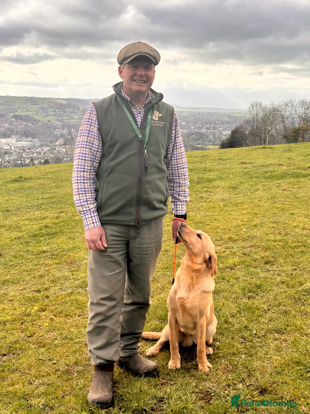 Labrador Retriever dogs for sale: Family Trained Male Yellow Labrador 7 Months - Advert 2