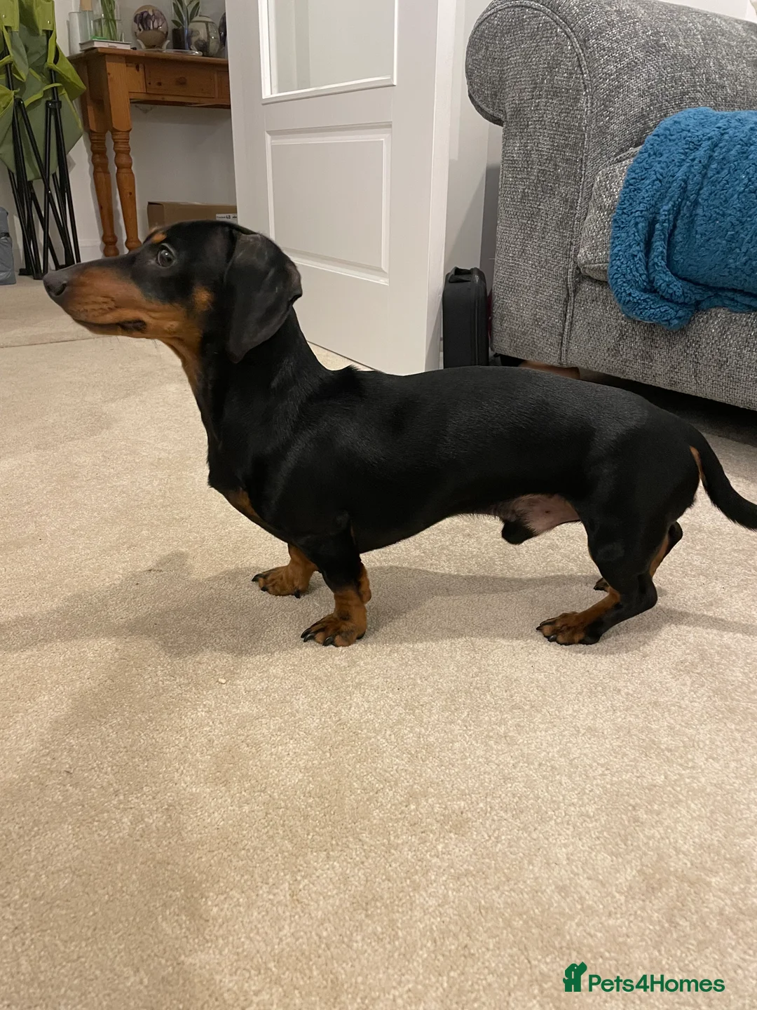 Miniature Dachshund dogs for stud: RKC Registered Miniature Dachshund Stud - Advert 5