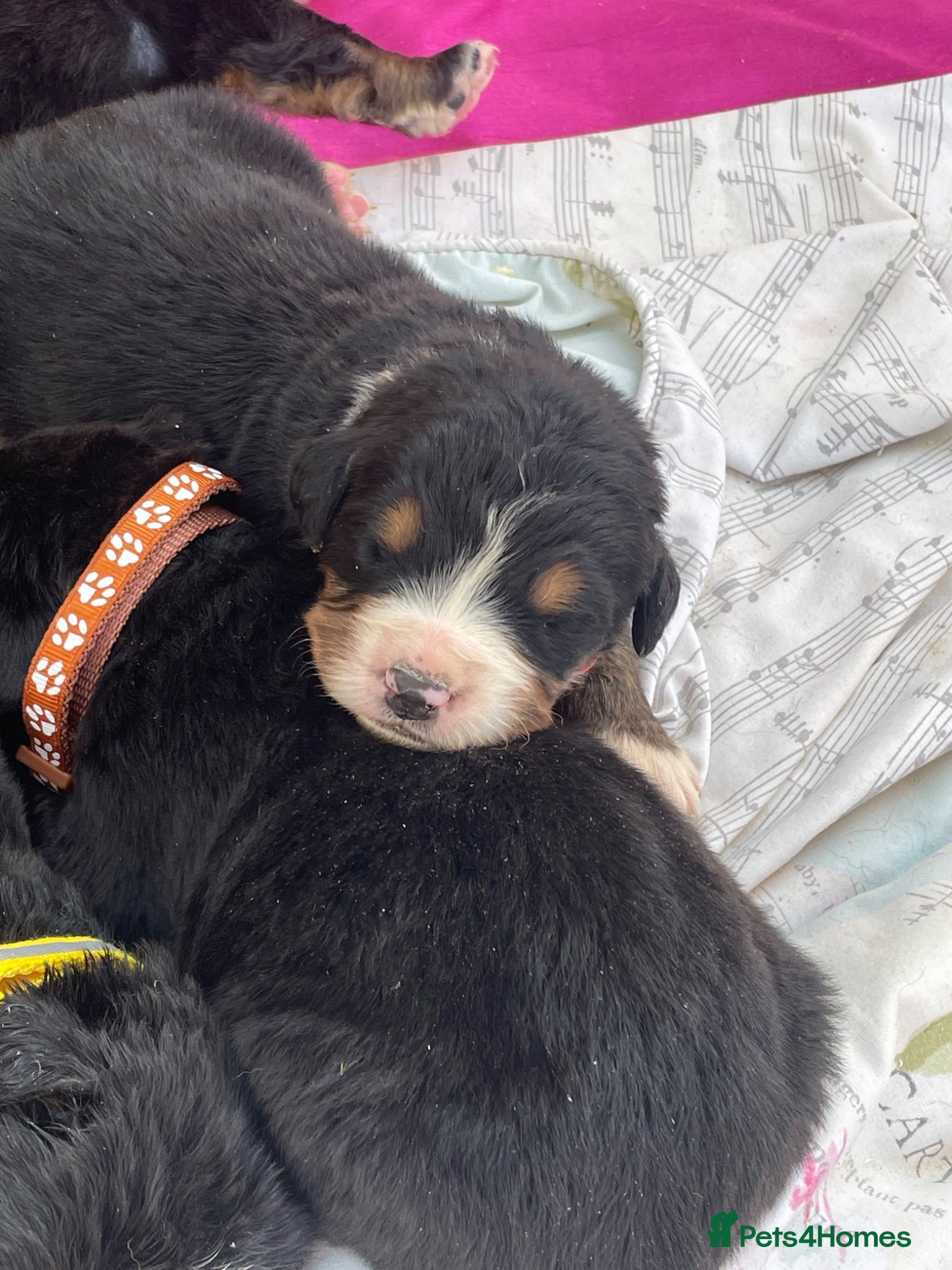 Bernese Mountain Dog dogs Stunning boys and girls - Advert 1
