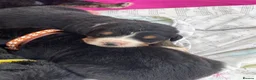 Bernese Mountain Dog dogs for sale: Stunning boys and girls - Advert 1