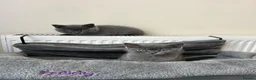 British Shorthair cats for sale: British Shorthair  - Advert 8