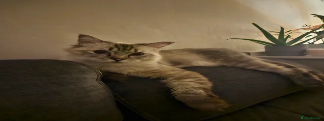 Maximus