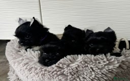 Yorkshire Terrier dogs for sale: Puppies - Image 6