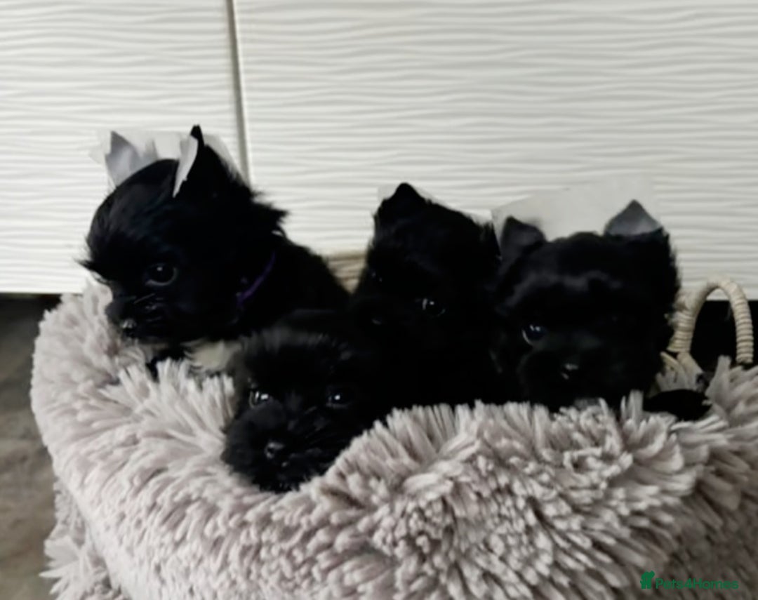 Yorkshire Terrier dogs for sale: Puppies - Image 6