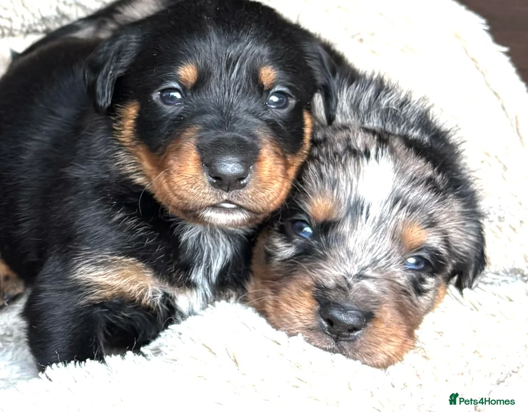 Mixed Breed dogs for sale: Border Rotty puppies for sale  - Advert 6