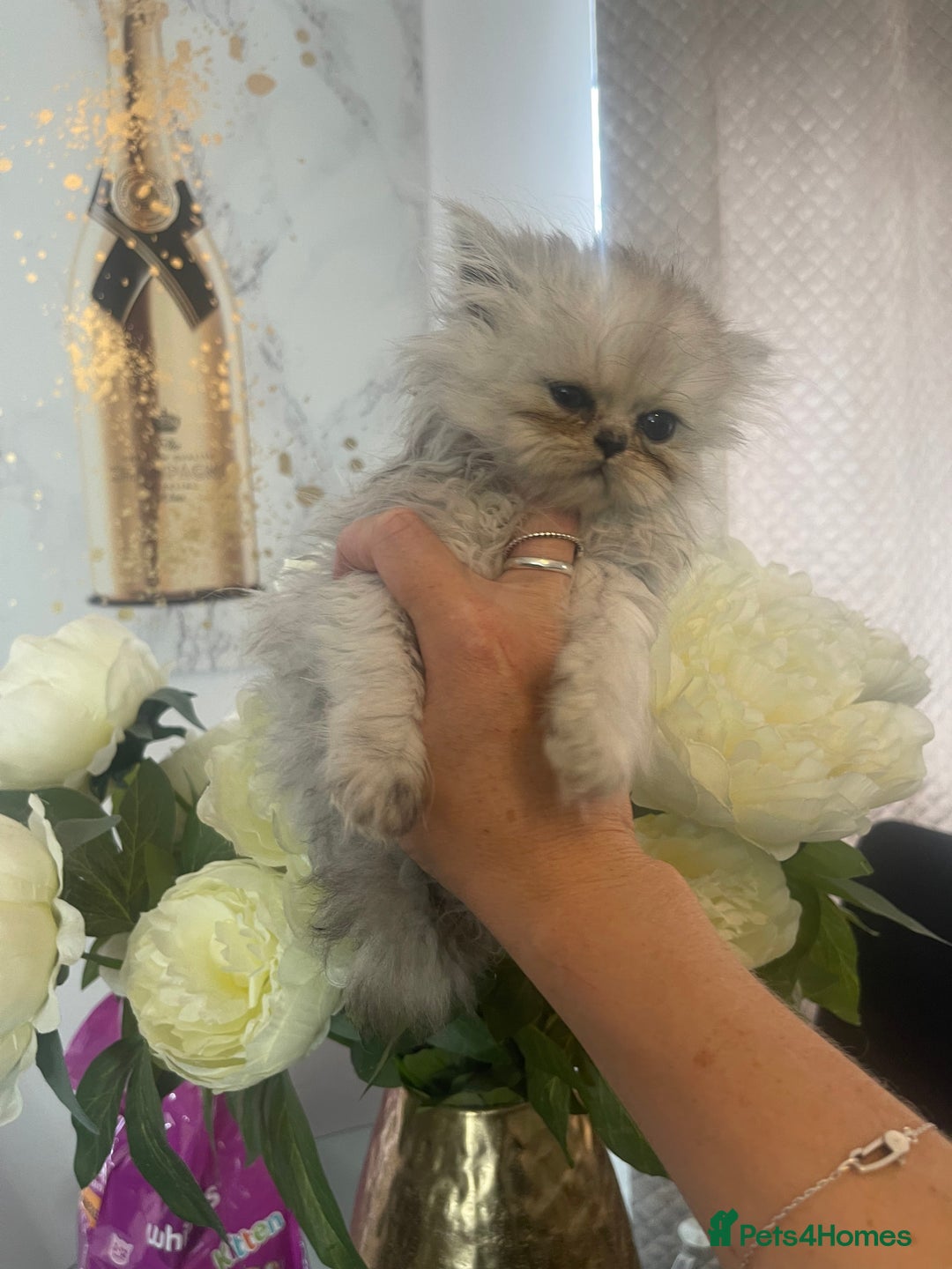Persian cats for sale: Chinchilla Persian kittens  - Image 12