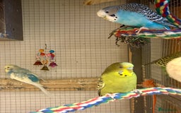 Budgerigars birds for sale: Budgies for sale - Image 10