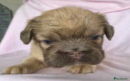 French Bulldog dogs for sale: Beautiful fluffy 🪢🪢frenchies - Image 3