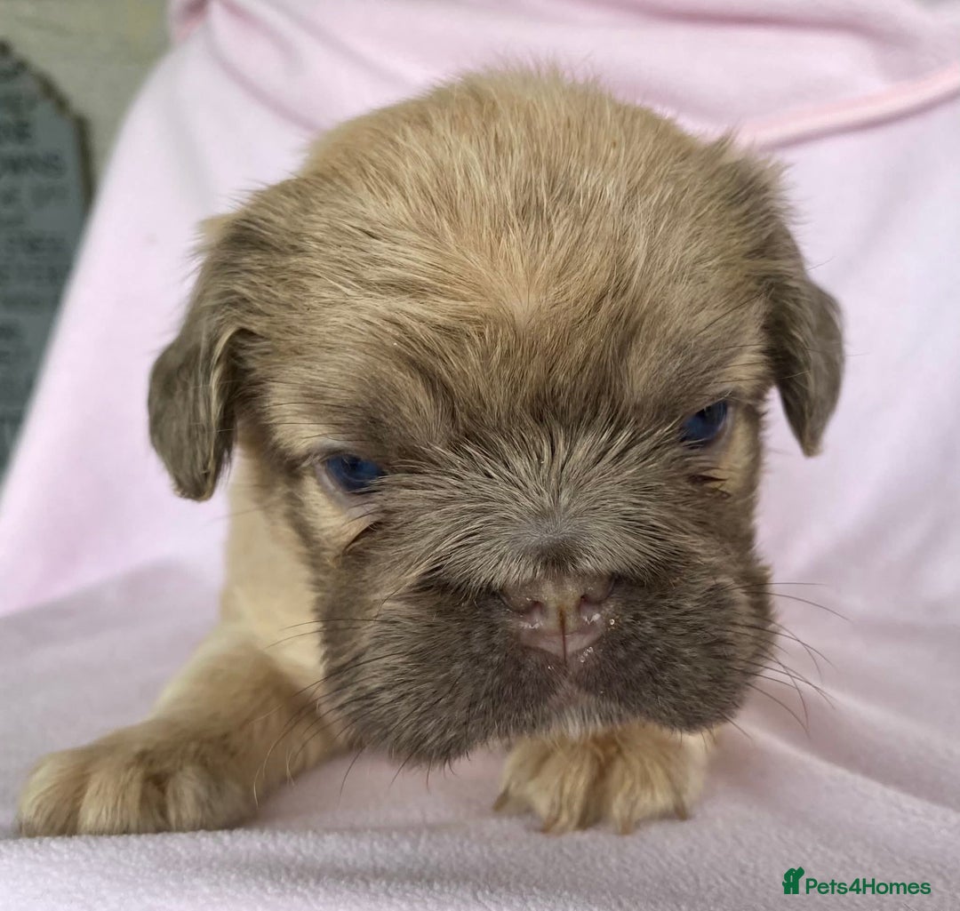 French Bulldog dogs for sale: Beautiful fluffy 🪢🪢frenchies - Image 3