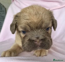 French Bulldog dogs - Advert 13