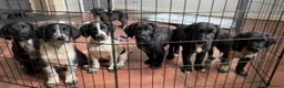 Mixed Breed dogs for sale: 🤍🖤Black roan cocker collies🖤🤍 - Advert 1