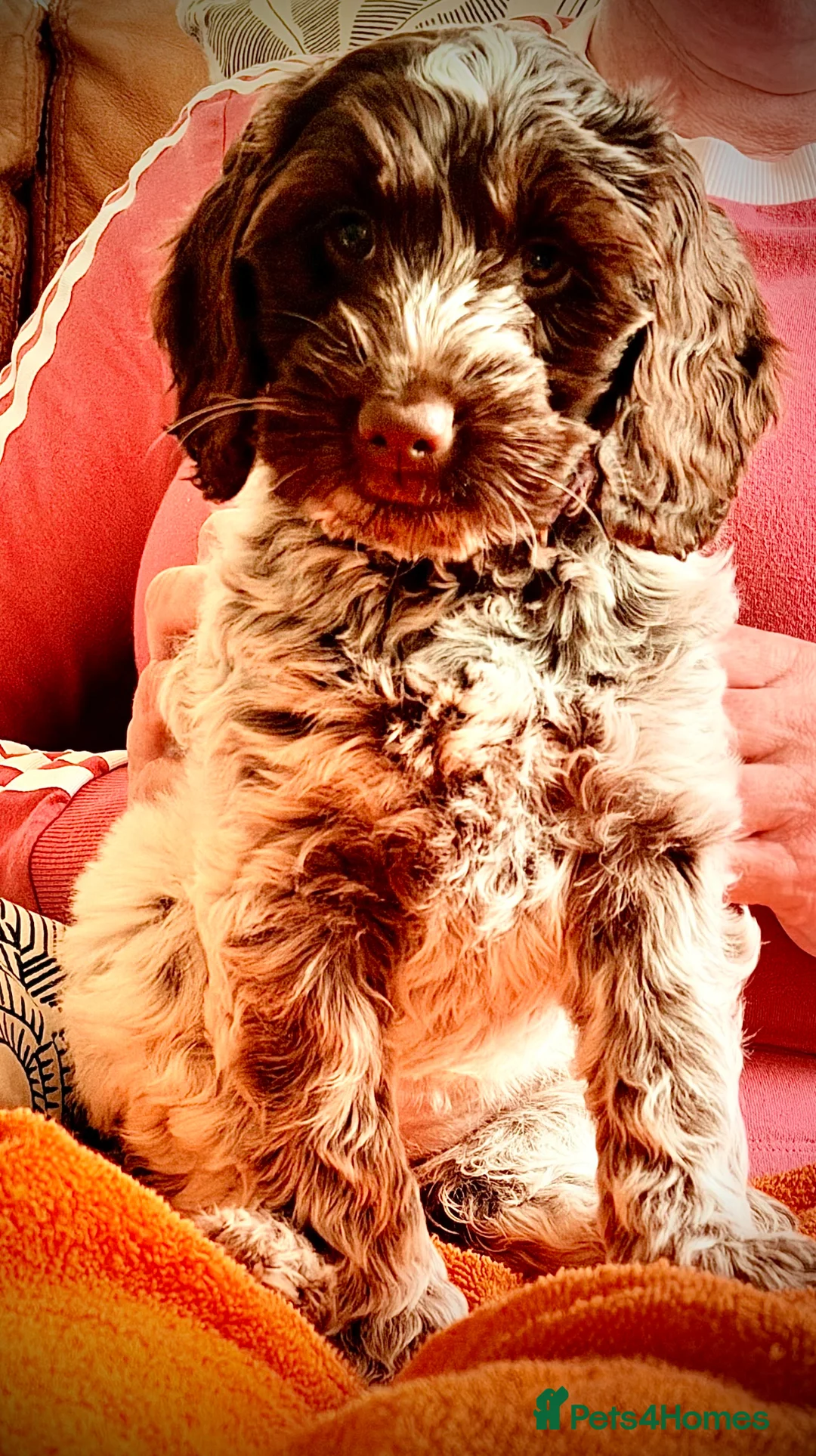 Cockapoo dogs for sale: Pending F1 show type Cockapoo pups  - Advert 2
