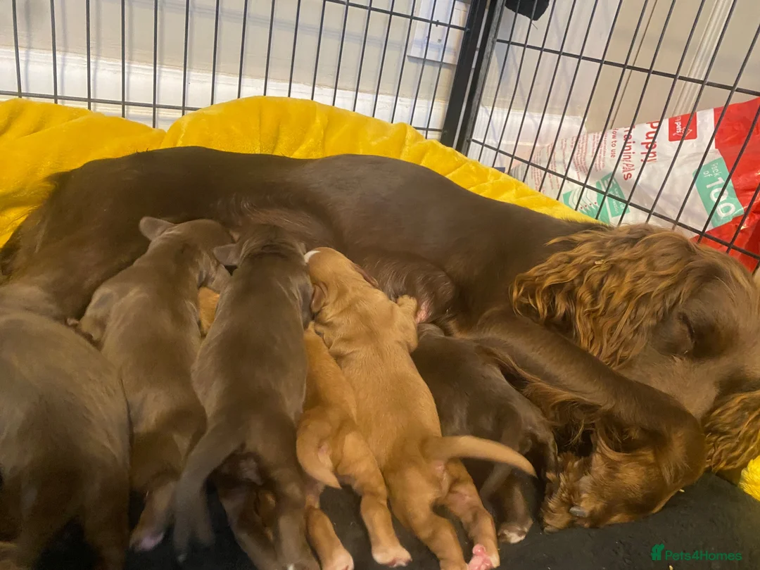 Cocker Spaniel dogs for sale: Working cocker spaniel puppies in Blackpool - Advert 12