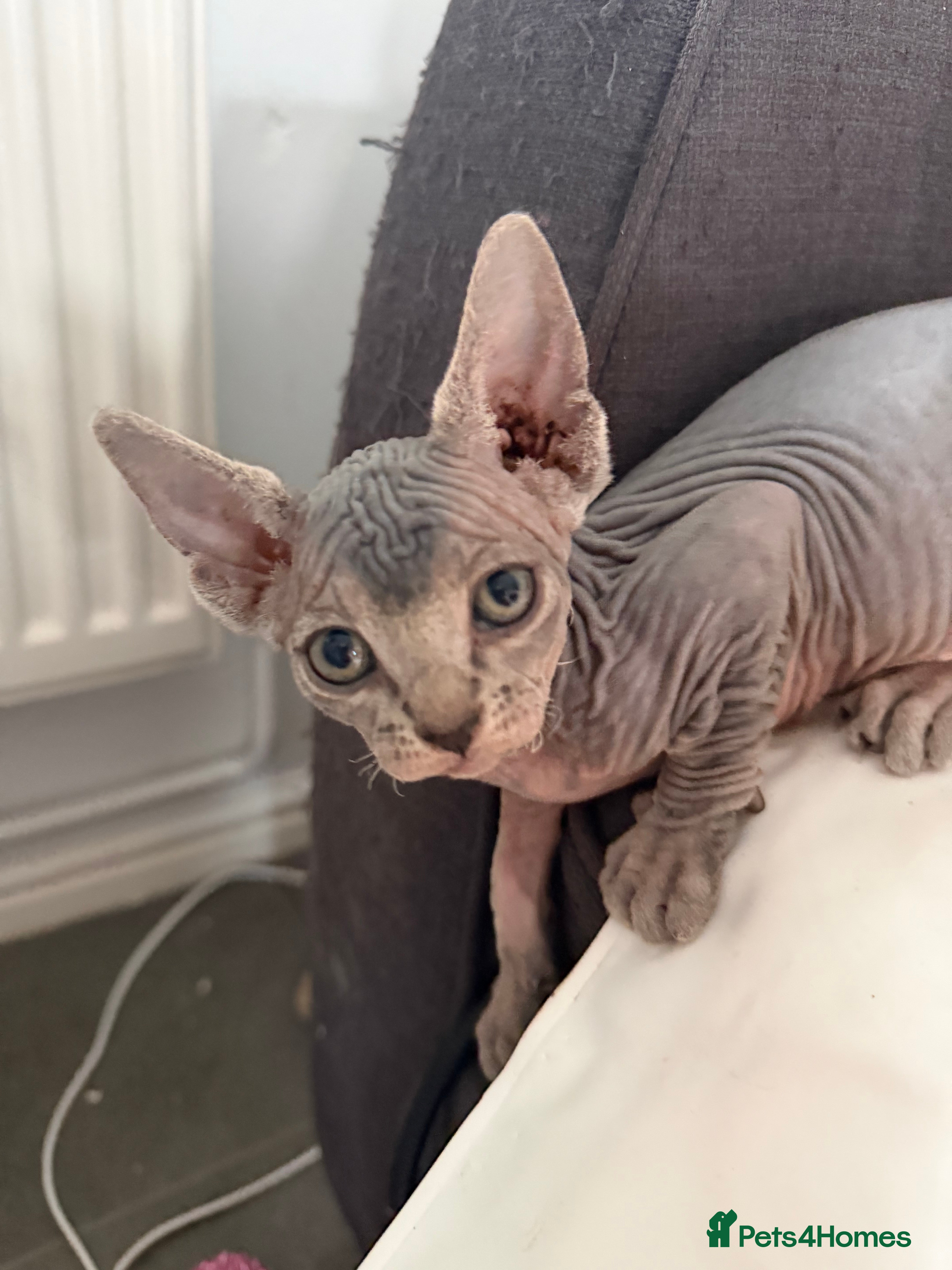 Sphynx cats TICA Sphynx Kittens - Ready Now - Advert 6