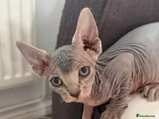 Sphynx cats TICA Sphynx Kittens - Ready Now - Advert 6