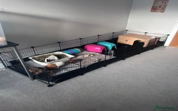Guinea Pig rodents for sale: 2 bonded female guinea pigs - Image 3