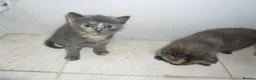 Mixed Breed cats for sale: 8 BEAUTIFUL KITTENS FOR SALE TO LOVING HOMES - Advert 6
