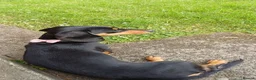 Dachshund dogs for sale: Daisy, 15 Months old - Advert 7
