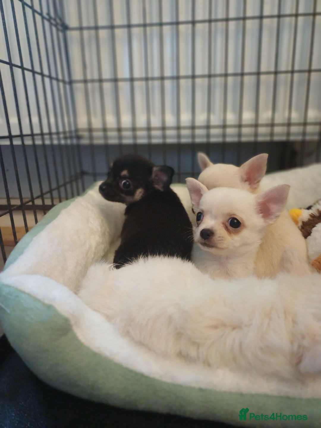 Chihuahua dogs for sale: Pedigree chihuahua puppies for sale - Advert 8
