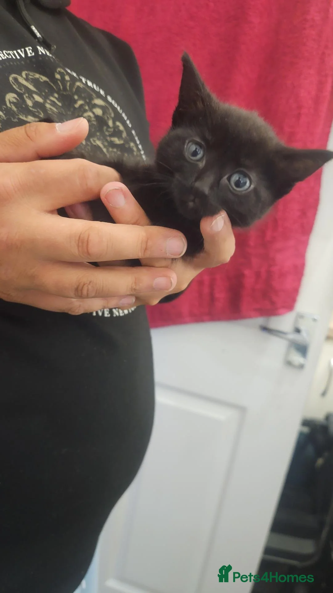 Mixed Breed cats for sale: Black female kitten  in Leicester - Advert 7