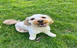 Cockapoo dogs for stud: Proven F1 Cockapoo Stud – Health Tested & Kind - Image 3