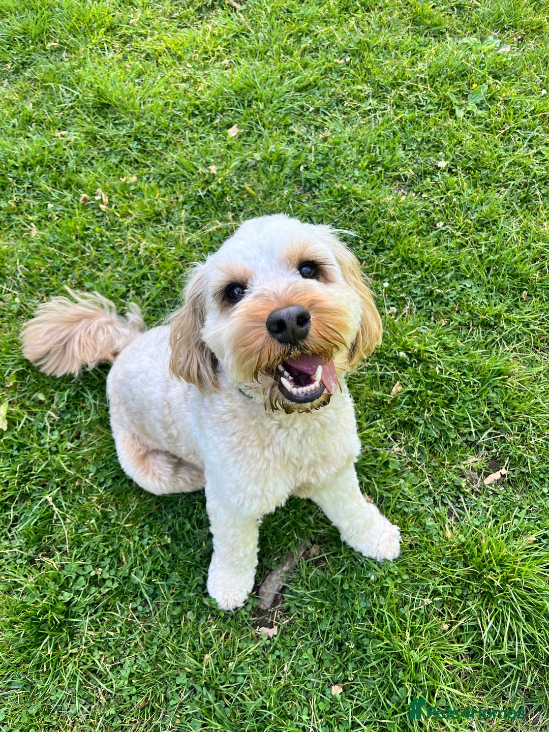 Cockapoo dogs for stud: Proven F1 Cockapoo Stud – Health Tested & Kind - Image 3