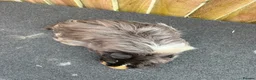 Guinea Pig rodents for sale: 2 bonded sows - Advert 4
