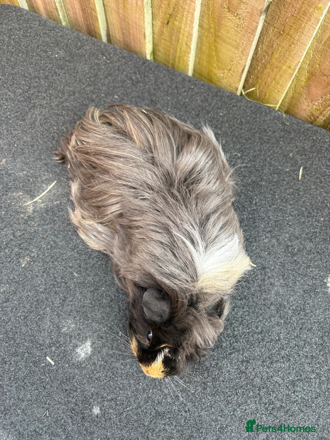 Guinea Pig rodents for sale: 2 bonded sows - Advert 4