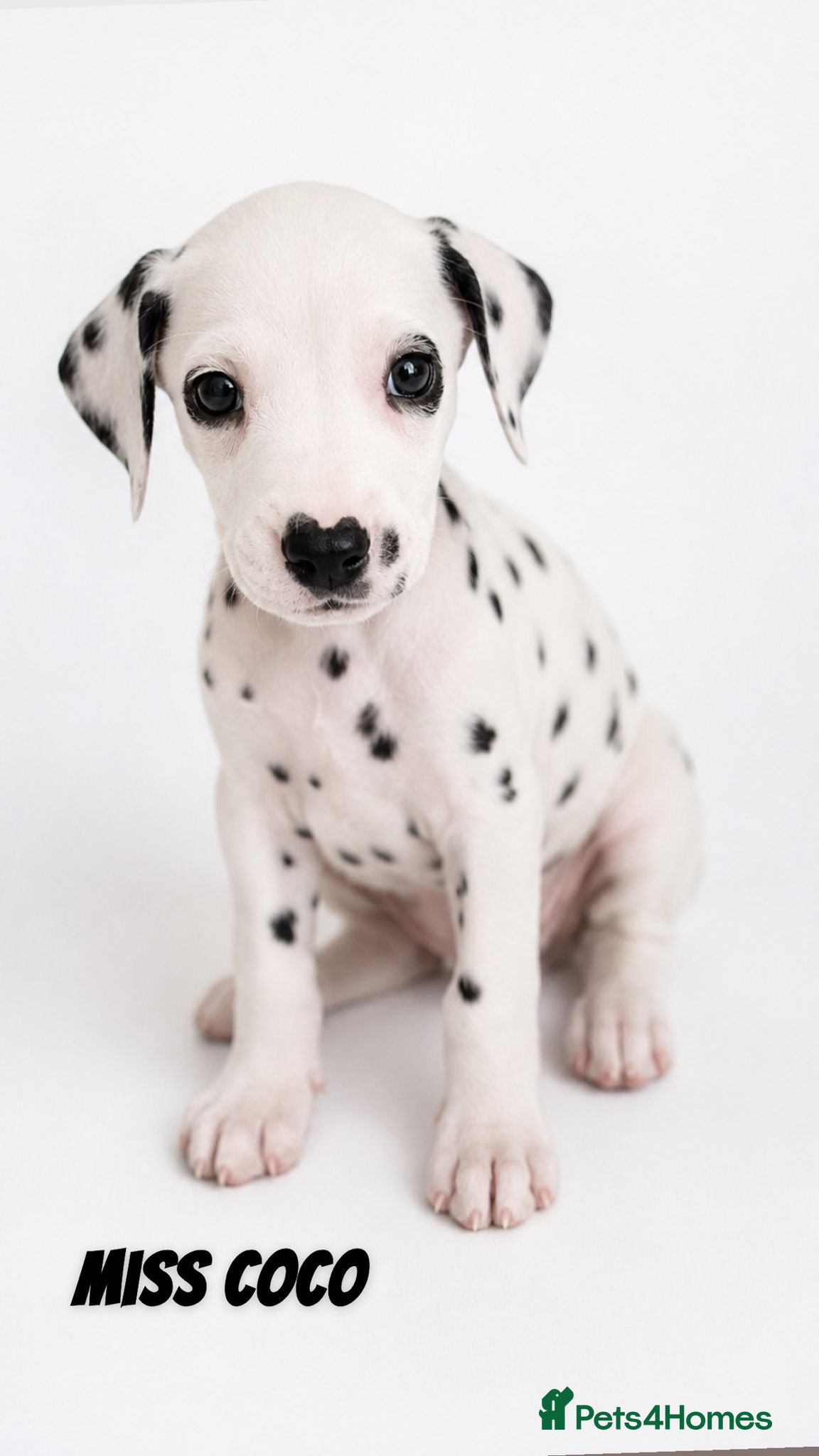 Dalmatian dogs Beautiful Dalmatian puppies - Advert 6