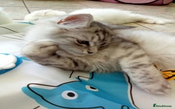 Scottish Fold cats for sale: I am a loving little boy! - Image 10