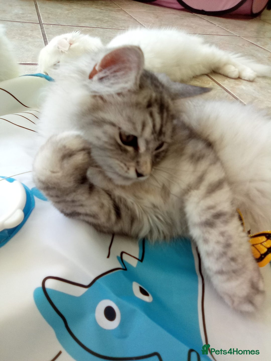 Scottish Fold cats for sale: I am a loving little boy! - Image 10