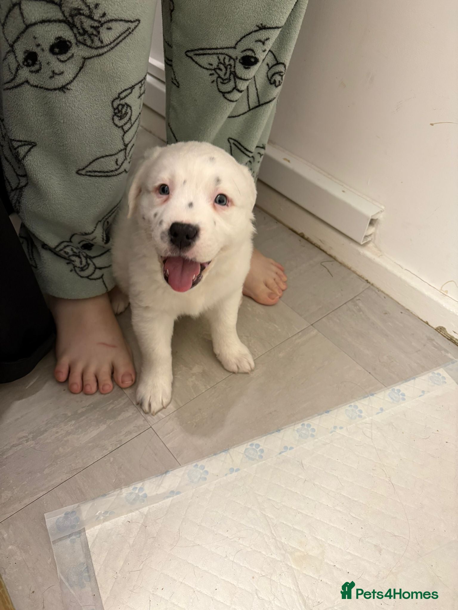 Staffordshire Bull Terrier dogs Little snowy princess  - Advert 11