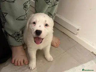 Staffordshire Bull Terrier dogs Little snowy princess - Advert 11