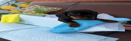 Miniature Dachshund dogs for sale: A litter of 2 lovely dachshund pups - Advert 18