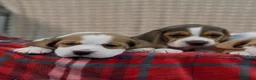 Beagle dogs for sale: BEAUTIFUL (SHOW TYPE) BEAGLE PUPPIES READY NOW - Advert 6