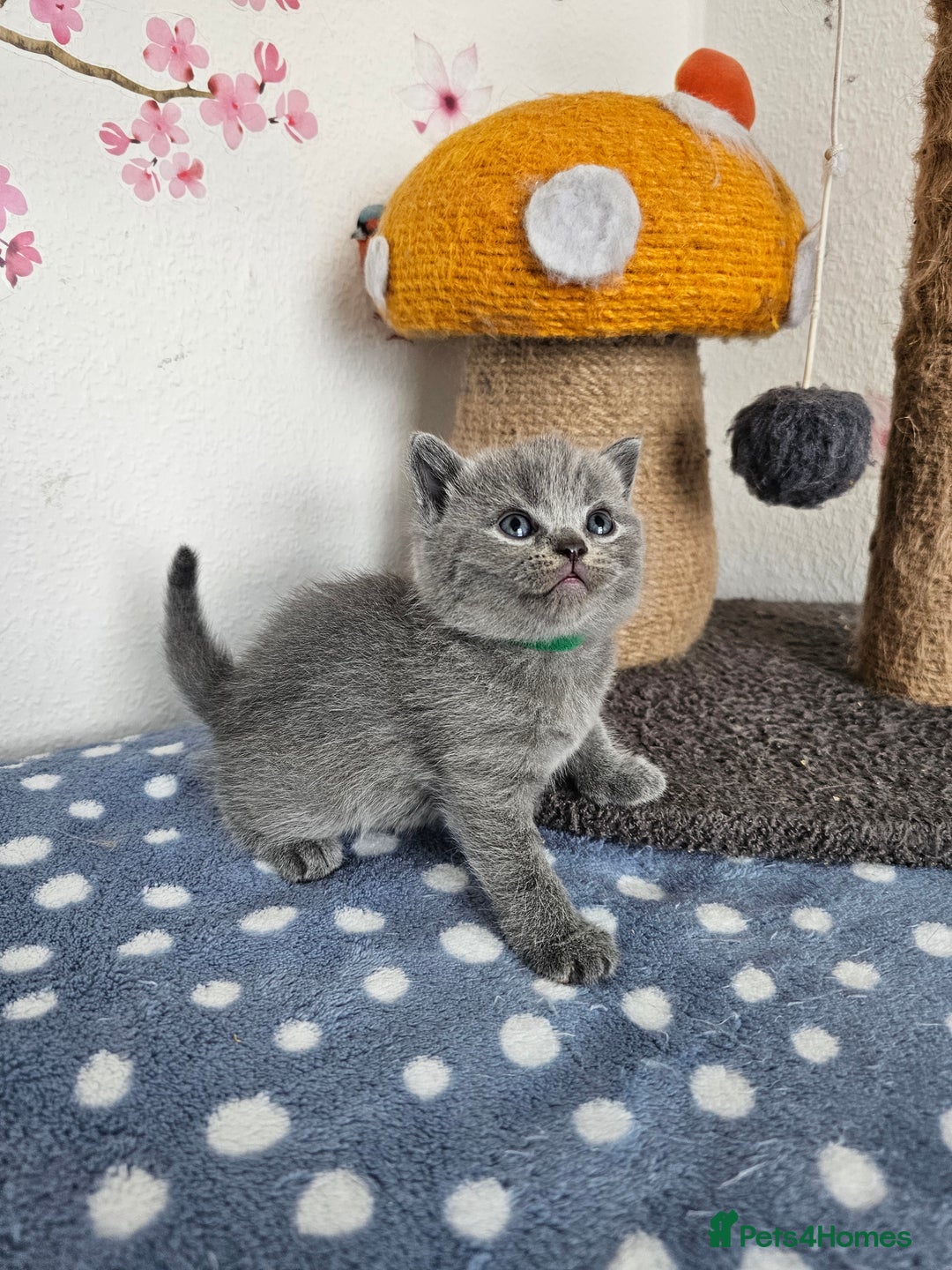British Shorthair cats for sale: Gccf British Shorthair kittens  - Image 8