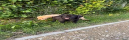 Labrador Retriever dogs for sale: KCcGorgeous Labrador Puppies  - Advert 3