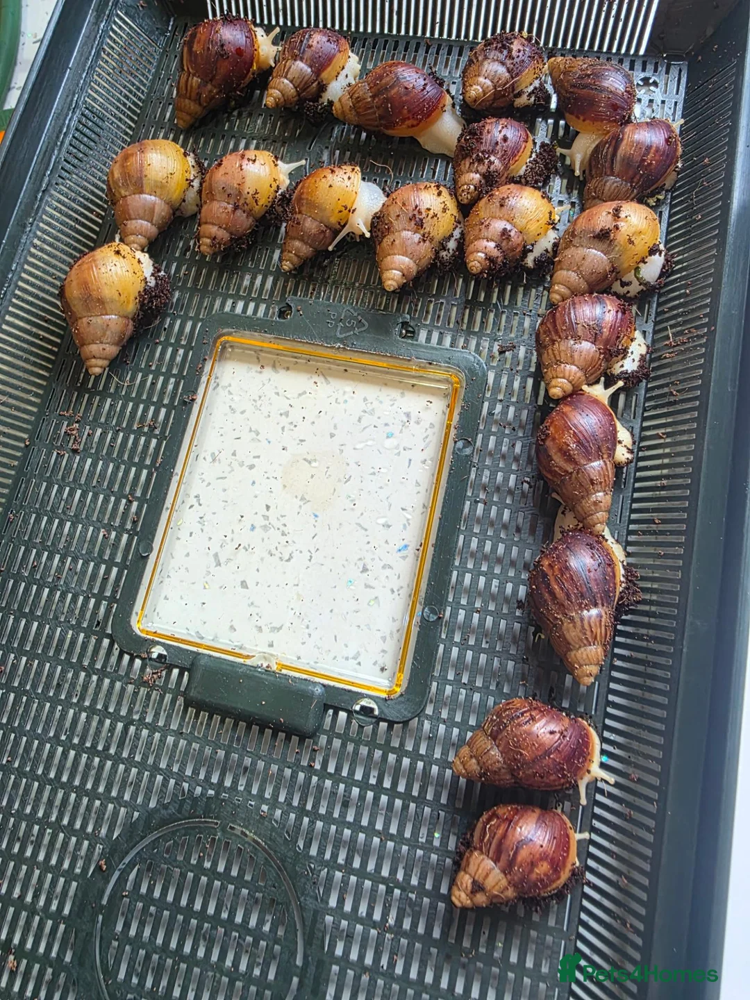 Snails invertebrates for sale: African land snail babies  in Bournemouth - Advert 2