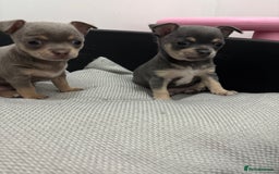 Chihuahua dogs for sale: 1 boy & 1 girl lilac/ grey chihuahuas  - Image 5