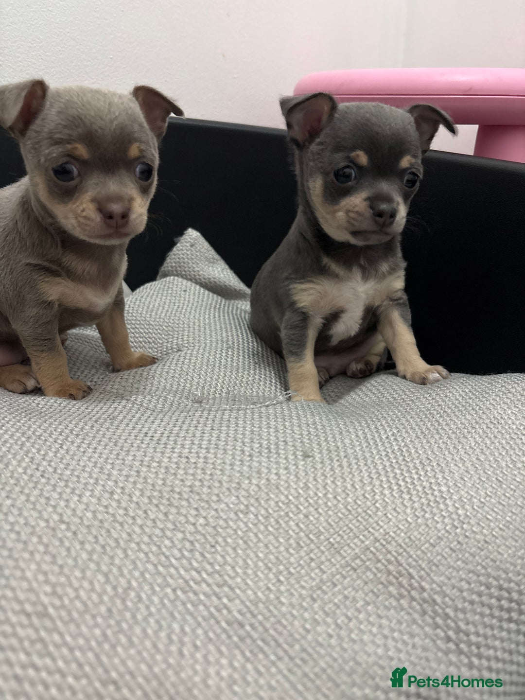 Chihuahua dogs for sale: 1 boy & 1 girl lilac/ grey chihuahuas  - Image 5