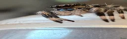 Spiders invertebrates for sale: P.regius Jumping spiders price includes P&P - Advert 11