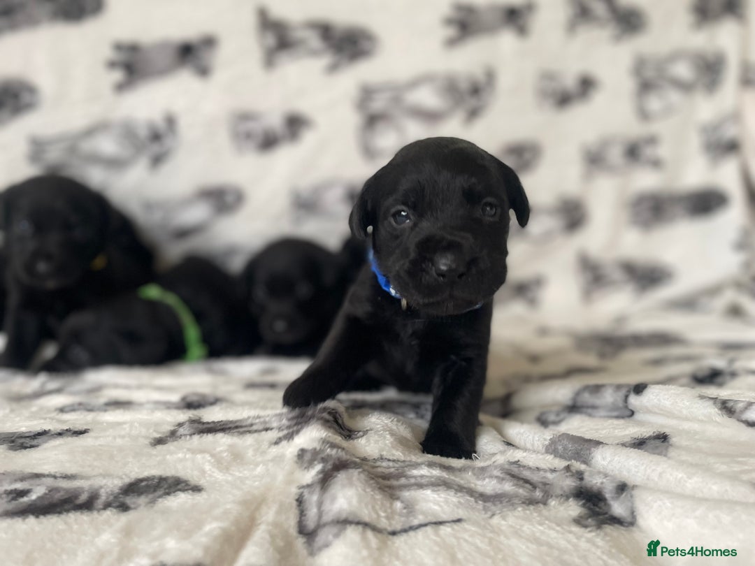 Labrador Retriever dogs for sale: Beautiful Labrador puppy’s  - Advert 13