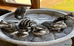 British Shorthair cats for sale: ❤️💙 GORGEOUS SILVER TABBY BSH CHAMPION LINES 💙❤️ - Image 19